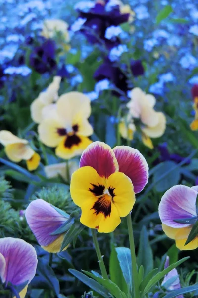 Violetas en el jardín — Foto de Stock