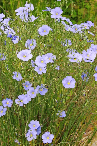 Niebieskie kwiaty w ogrodzie — Zdjęcie stockowe