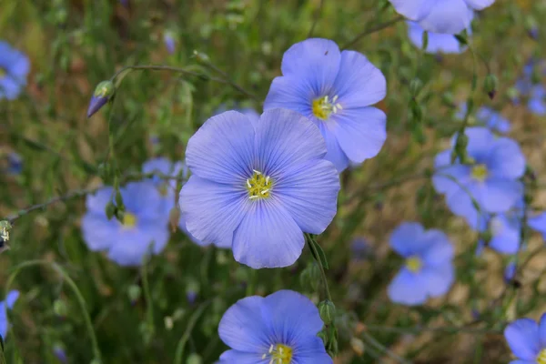 Bahçedeki mavi çiçekler — Stok fotoğraf