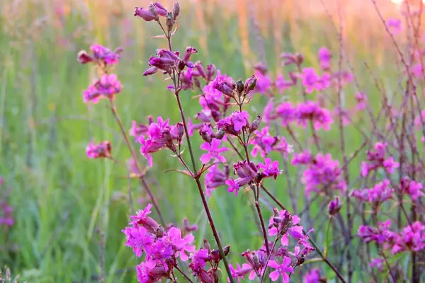 Tarlada pembe çiçekler — Stok fotoğraf