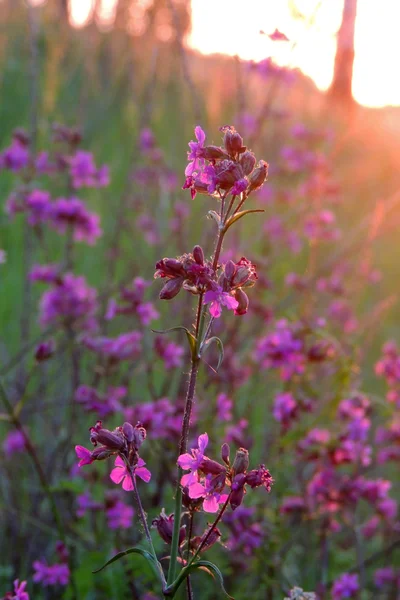 Tarlada pembe çiçekler — Stok fotoğraf