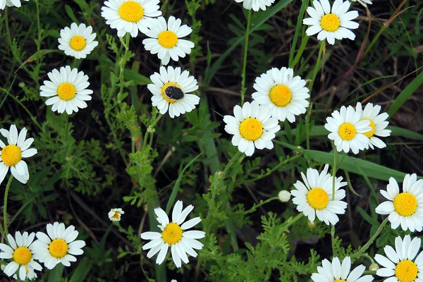 Marguerites sur le terrain — Photo