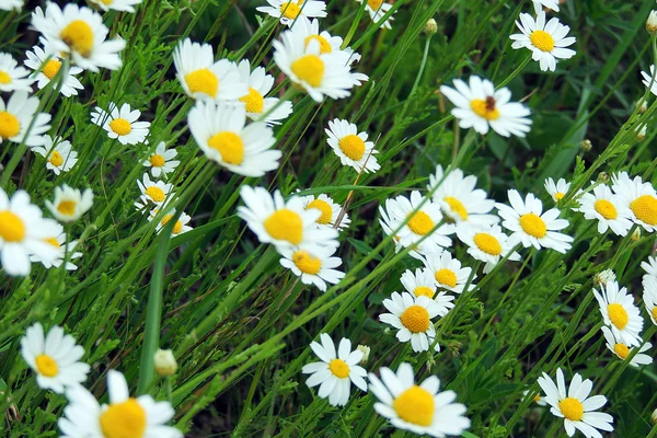 Margaridas em campo — Fotografia de Stock