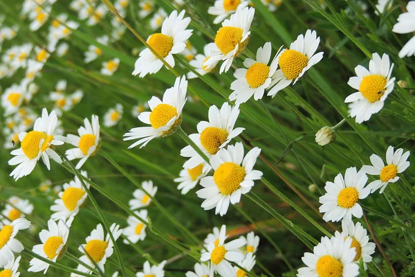 Tarlada papatyalar — Stok fotoğraf