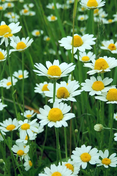 Marguerites sur le terrain — Photo