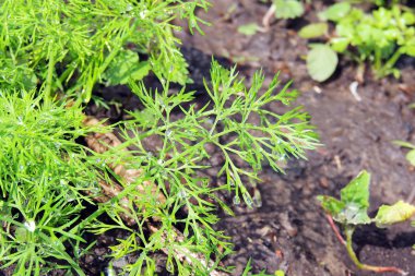 Dal taze dereotu su ile bırakır. Seçici odak. 