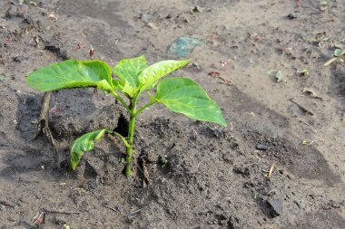 Bahçe içinde biber. Açılış