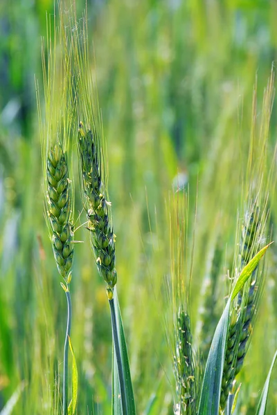 Groene korenaren van tarwe — Stockfoto