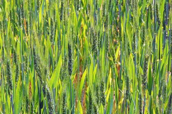 Green ears of wheat — Stock Photo, Image