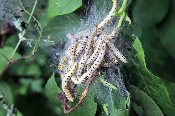 Caterpillar Web — Stok fotoğraf