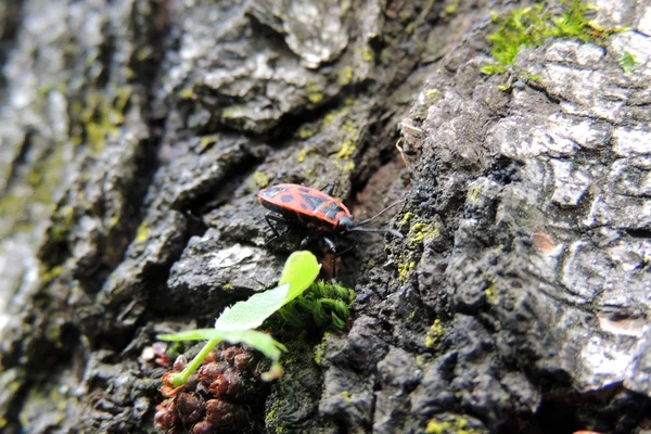Bedbug-soldier on a tree trunk, red-black beetle, super macro mode