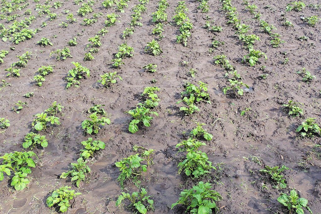 Kartoffeln im Garten — Stockfoto © tanya1991 #111845898