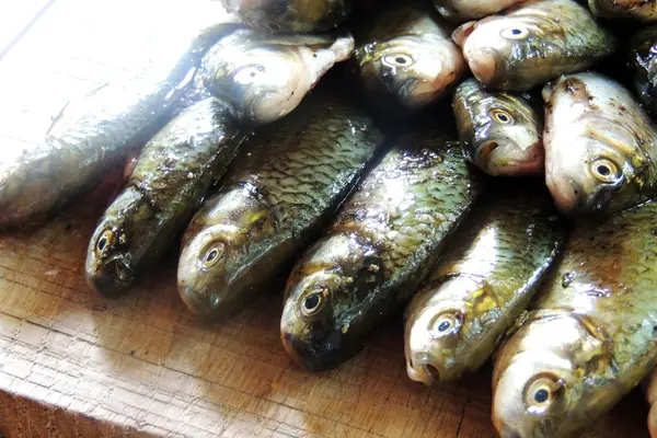 Carpa crucian crua — Fotografia de Stock