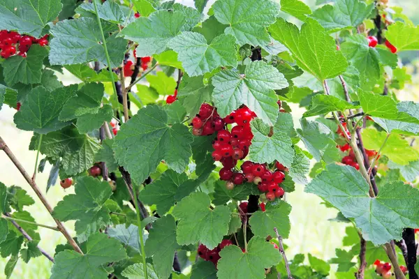 Red currant, redcurrant — Stock Photo, Image