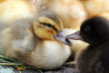 hayat keşfeder küçük ördek. Küçük ördek