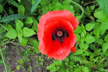 güzel kırmızı haşhaş