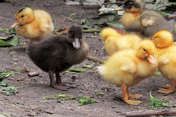 De petits canards qui découvrent la vie. Petits canards — Photo