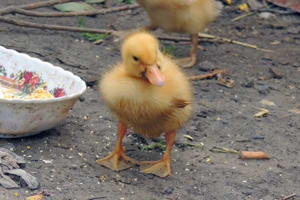 Pequeños patos que descubren la vida. Pequeños patos — Foto de Stock