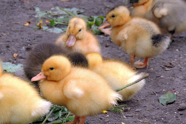 Pequeños patos que descubren la vida. Pequeños patos —  Fotos de Stock