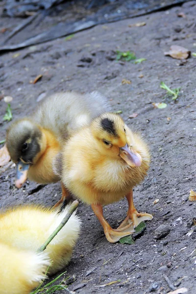 Pequeños patos que descubren la vida. Pequeños patos —  Fotos de Stock