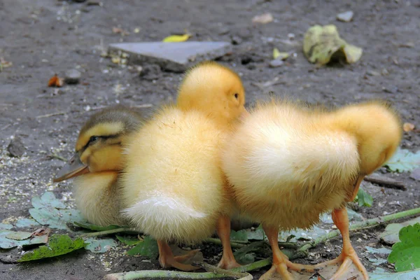 Pequeños patos que descubren la vida. Pequeños patos —  Fotos de Stock