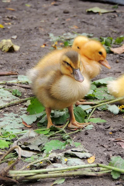 Pequeños patos que descubren la vida. Pequeños patos —  Fotos de Stock