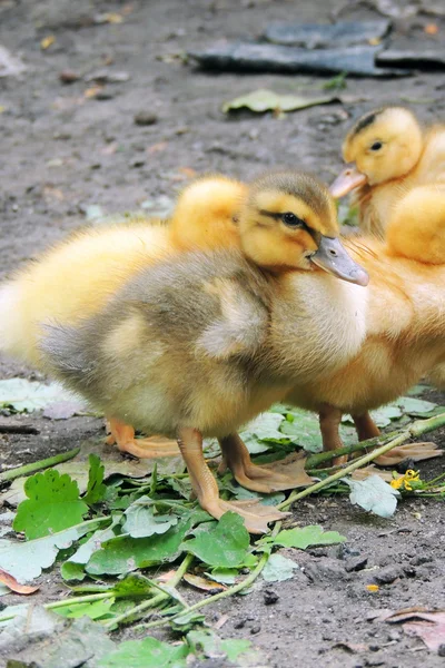 Pequeños patos que descubren la vida. Pequeños patos —  Fotos de Stock