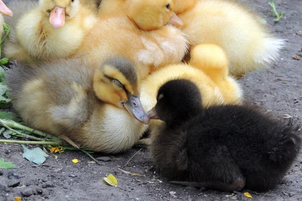 Pequeños patos que descubren la vida. Pequeños patos —  Fotos de Stock