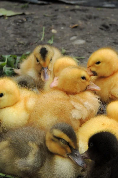 Pequeños patos que descubren la vida. Pequeños patos —  Fotos de Stock