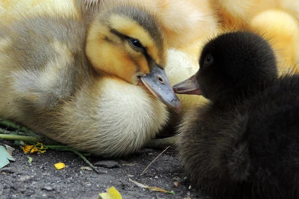 Pequeños patos que descubren la vida. Pequeños patos —  Fotos de Stock