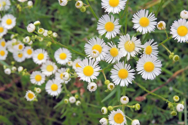 Prästkragar på fältet — Stockfoto