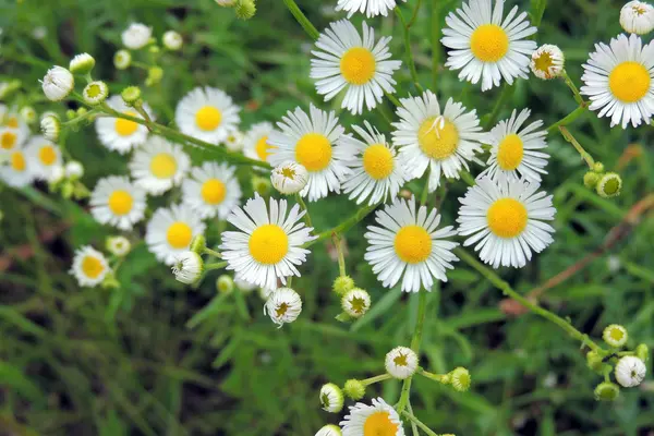 Margaridas em campo — Fotografia de Stock