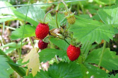 Bahçedeki çilekler