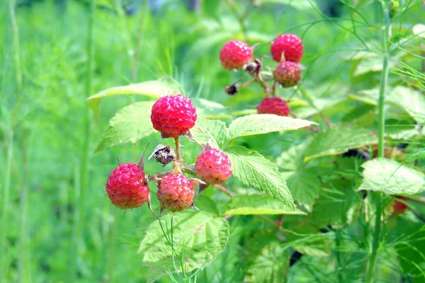 Framboise dans le jardin — Photo