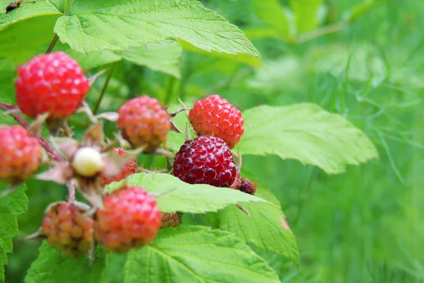 Framboise dans le jardin — Photo