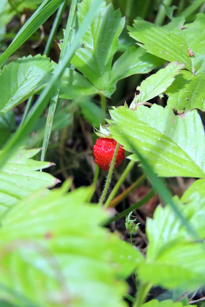 Erdbeeren im Garten — Stockfoto