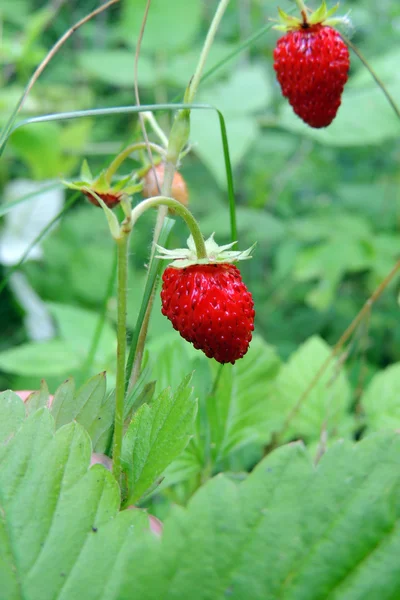 Fresas en el jardín —  Fotos de Stock