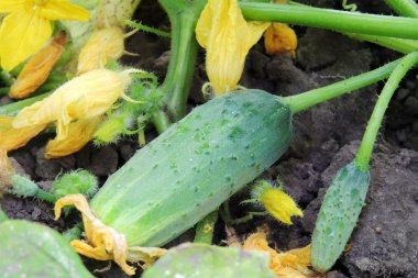 Bahçedeki salatalıklar