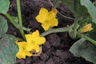 Bahçedeki salatalıklar