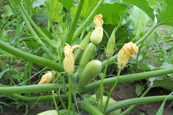 Zucchini in the garden — Stock Photo, Image