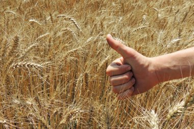 spikelets bir alanda buğday