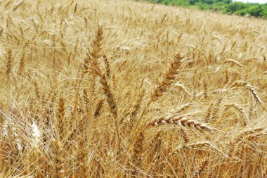 spikelets bir alanda buğday