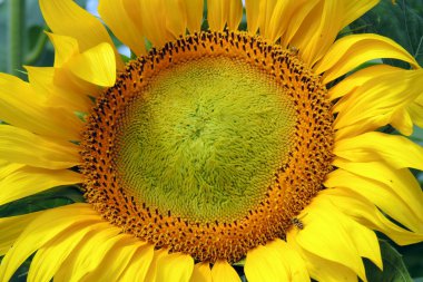 Bir tarlada ayçiçekleri