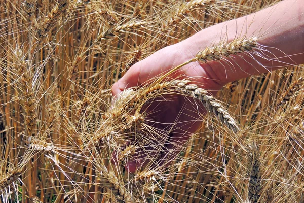 Spikelets van tarwe in een veld — Stockfoto