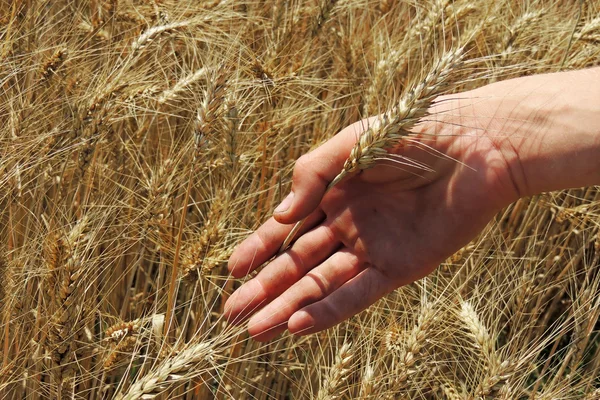 Spikelets van tarwe in een veld — Stockfoto