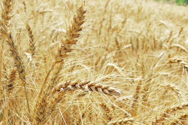 Spikelets van tarwe in een veld — Stockfoto