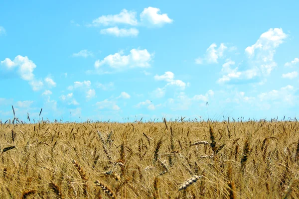 Spikelets van tarwe in een veld — Stockfoto