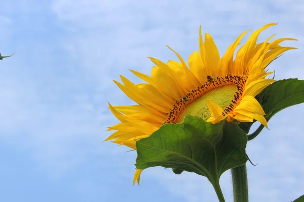 Sonnenblumen auf einem Feld — Stockfoto