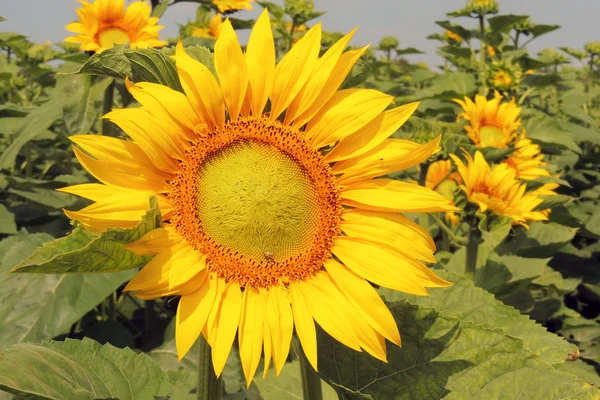 Solrosor på ett fält — Stockfoto