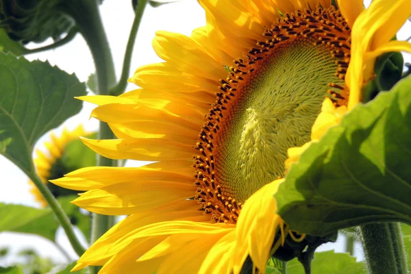 Girasoles en un campo —  Fotos de Stock